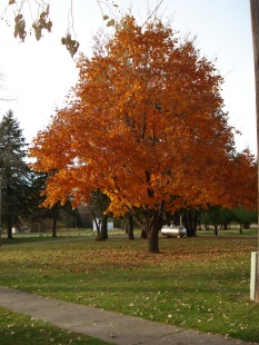 Another beautiful tree